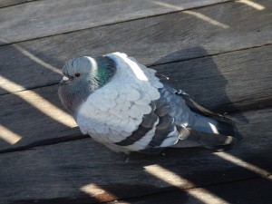 DSCN4094